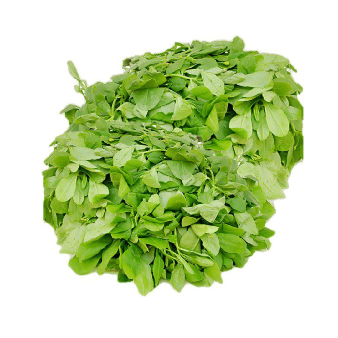 Waterleaf